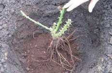 Разсади, корени и овошки
