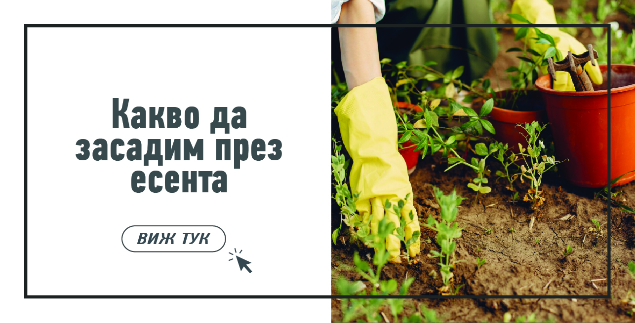 Статия - Как да съберем и съхраняваме зеленчуците от градината?