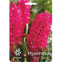 ЛУКОВИЦИ ЗЮМБЮЛ 3002 JAN BOS 2БР