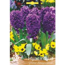 ЛУКОВИЦИ ЗЮМБЮЛ 3003 PETER STUYVESANT2БР