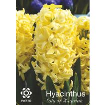 ЛУКОВИЦИ ЗЮМБЮЛ 3005 CITY OF HAARLEM 2БР