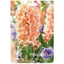 ЛУКОВИЦИ ЗЮМБЮЛ 3062 GIPSY QUEEN 2БР