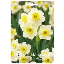 ЛУКОВИЦИ НАРЦИС 3109 TAZETTA MINNOW 3БР