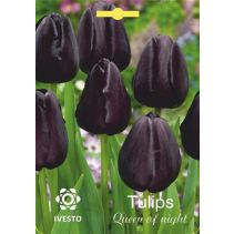 ЛУКОВИЦИ ЛАЛЕ 3029 QUEEN OF NIGHT 3БР