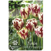 ЛУКОВИЦИ ЛАЛЕ 3103 GRAND PERFCTION 2БР