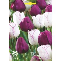 ЛУКОВИЦИ ЛАЛЕ 3098 PURPLE/WHITE MIX 3БР