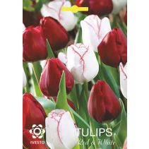 ЛУКОВИЦИ ЛАЛЕ 3099 RED/WHITE MIX 3БР