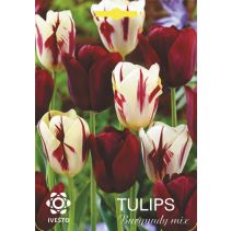 ЛУКОВИЦИ ЛАЛЕ 3104 МIX BURGUNDY 3БР