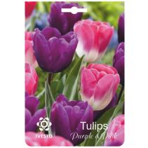 ЛУКОВИЦИ ЛАЛЕ 3106 MIX PURPLE/PINK 3БР