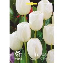 ЛУКОВИЦИ ЛАЛЕ 3030 ROYAL VIRGIN 3БР