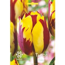 ЛУКОВИЦИ ЛАЛЕ 3122 HELMAR 3БР