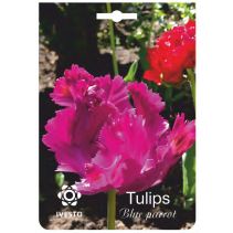 ЛУКОВИЦИ ЛАЛЕ 3033 BLUE PARROT 2БР