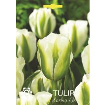 ЛУКОВИЦИ ЛАЛЕ 3067 SPRING GREEN 2БР