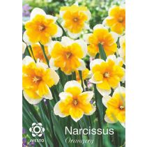 ЛУКОВИЦИ НАРЦИС 3091 ORANGERY 2БР