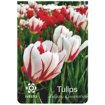 ЛУКОВИЦИ ЛАЛЕ 3127 HAPPY GENERATION 3БР