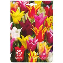 ЛУКОВИЦИ ЛАЛЕ 3046 Mixed 3БР.