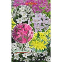 ЛУКОВИЦИ АЛИУМ ДЕКО НИСЪК МИКС 10БР