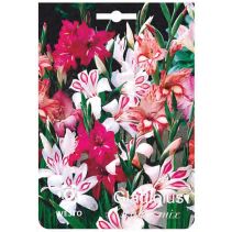 ЛУКОВИЦИ ГЛАДИОЛ ЗИМОУСТОЙЧИВ МИКС 4БР