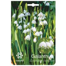 ЛУКОВИЦИ БЛАТНО КОКИЧЕ 3135 2БР