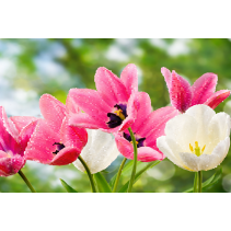 ПОДЛОЖКА ЗА СЕРВИРАНЕ 43/28 TULIP