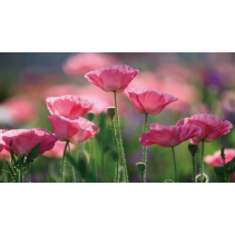 ПОДЛОЖКА ЗА СЕРВИРАНЕ 43/28 MAC