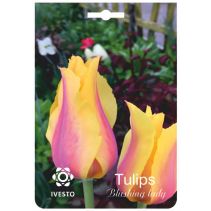 ЛУКОВИЦИ ЛАЛЕ 3143 BLUSHING LADY 3БР