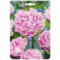 ЛУКОВИЦИ ЛАЛЕ 3144 CAIRNS 2БР