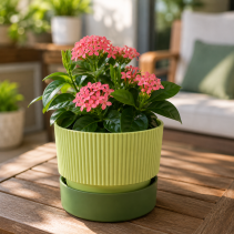 САКСИЯ IXORA Ф15 FOREST