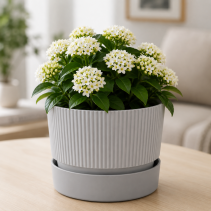 САКСИЯ IXORA Ф19 STONE