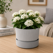 САКСИЯ IXORA Ф15 STONE