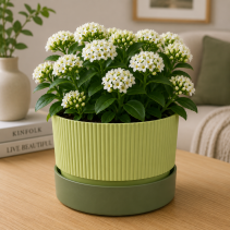 САКСИЯ IXORA Ф19 FOREST