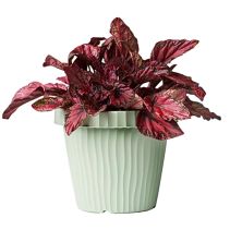 САКСИЯ PVC ONDA САЛВИЯ Ф40 СМ+ ПОДЛОЖКА