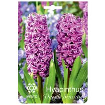 ЛУКОВИЦИ ЗЮМБЮЛ 3147 PURPLE SENSATION - Temax.bg ЛУКОВИЦИ ЗЮМБЮЛ 3147 PURPLE SENSATION