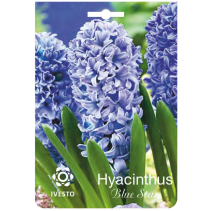 ЛУКОВИЦИ ЗЮМБЮЛ 3061 BLUE STAR 2БР