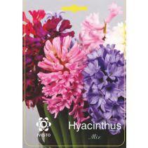 ЛУКОВИЦИ ЗЮМБЮЛ 3006 MIXED 2БР