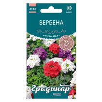 СЕМЕНА ГРАДИНАР ЦВЕТЯ ВЕРБЕНА
