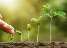 Как да спасим растенията от вредни за тях фактори?