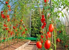 Отглеждане на домати в оранжерия