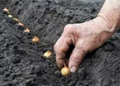 Какво да засадим през есента