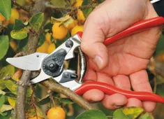 Как да изберем лозарски ножици?