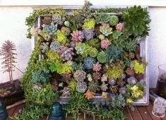 Как да направим висяща градина у дома?