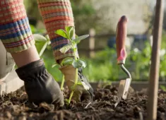 Ръководство за засаждане на зеленчуци