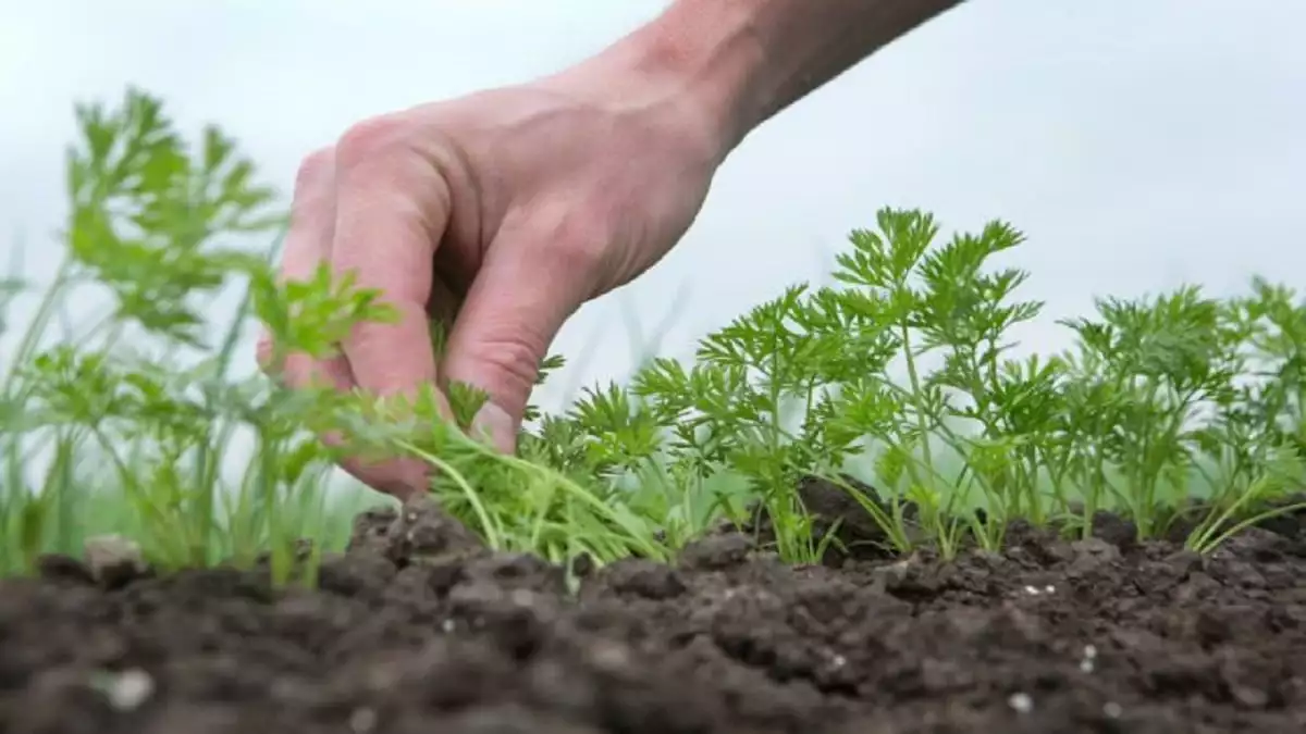 Какво да засадим в градината през есента