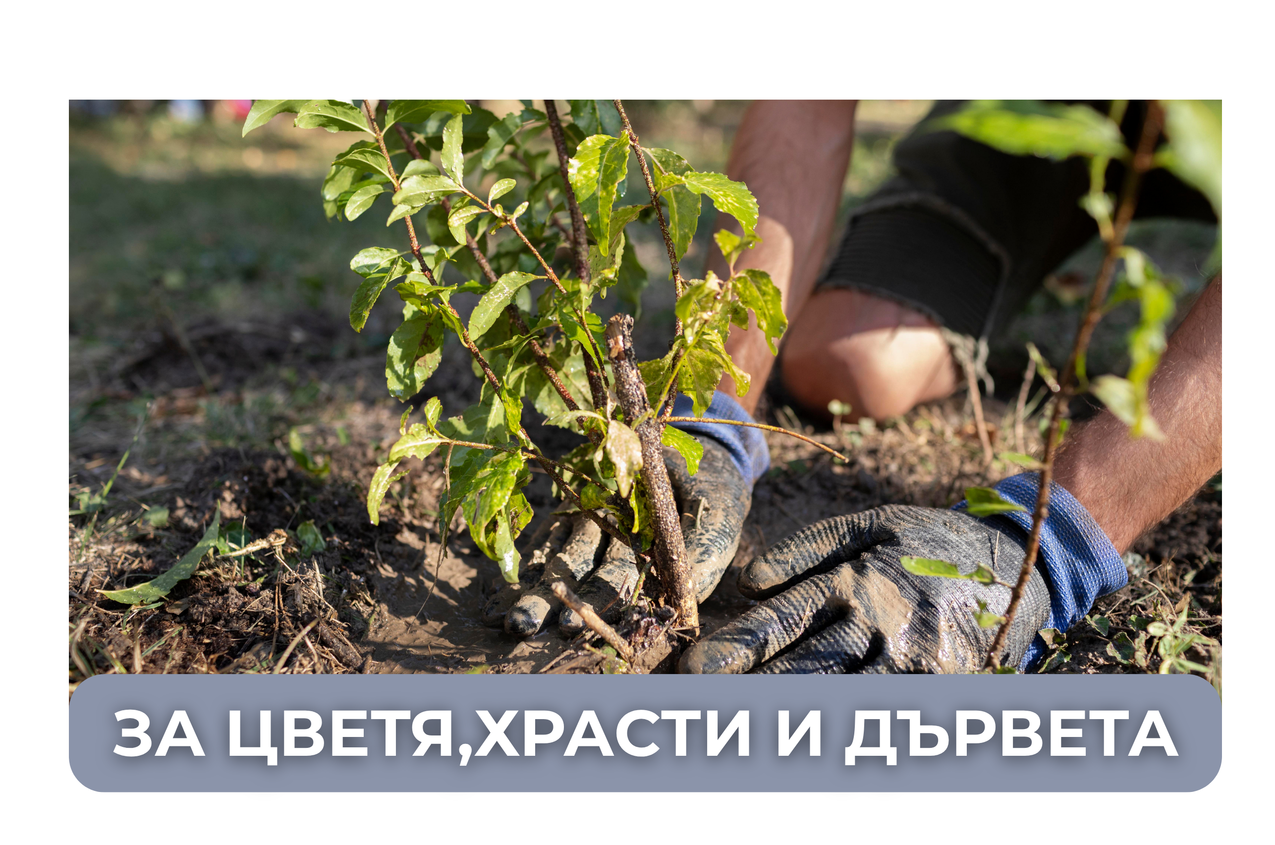 серия голд