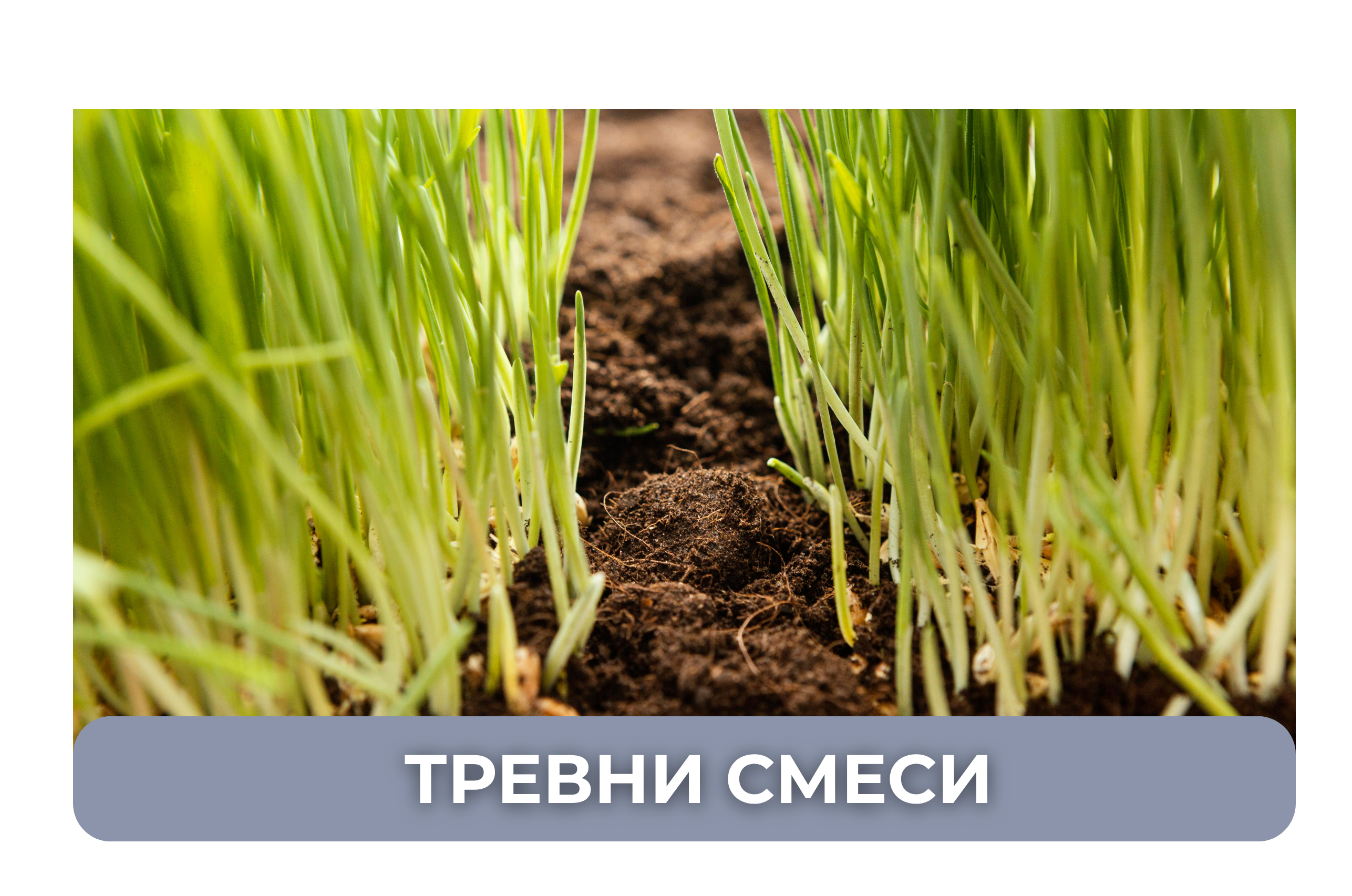 серия голд