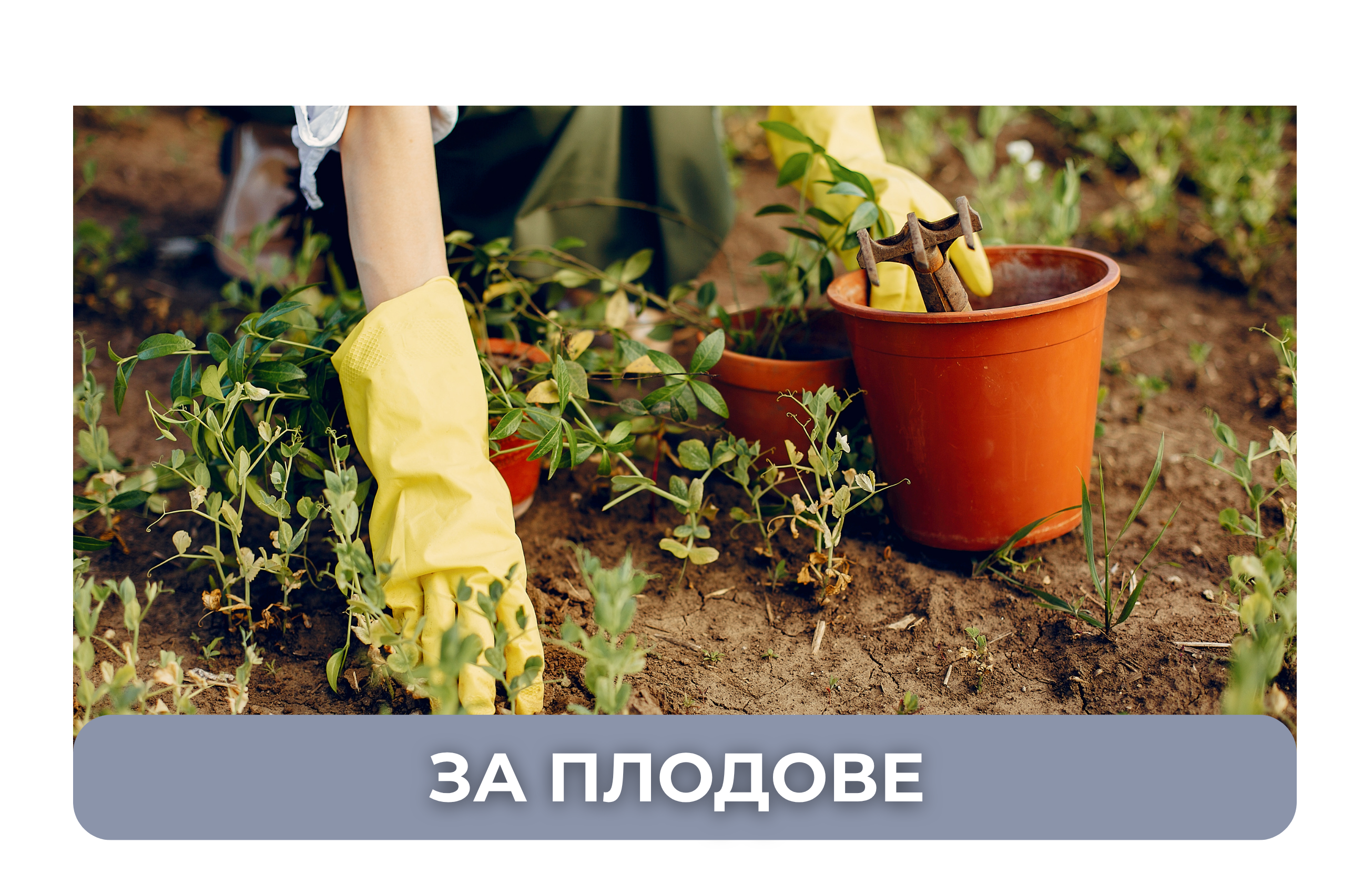 серия голд