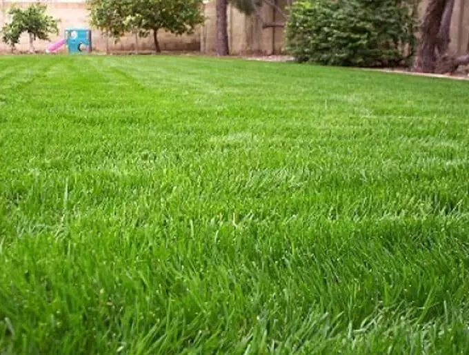 Кога се тори райграс