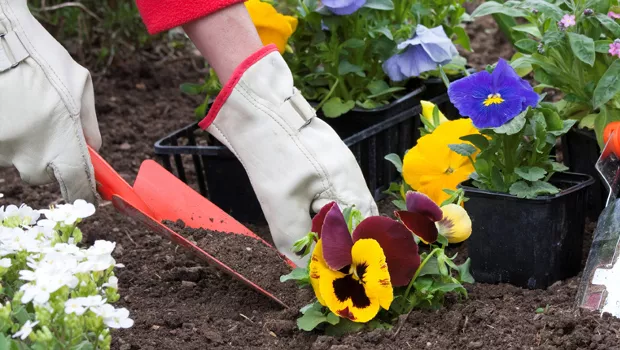 Какви цветя да засадим през есента